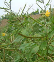 herbs