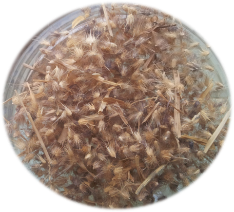 Grasses