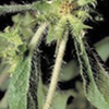herbs