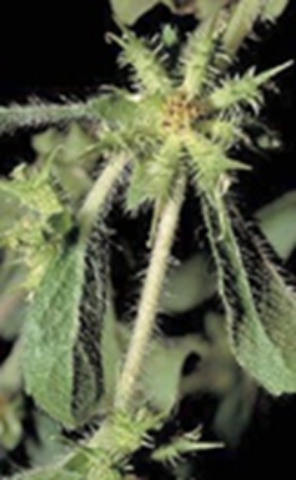 herbs