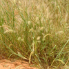 Grasses