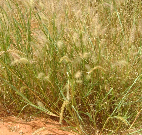 Grasses