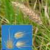 Grasses