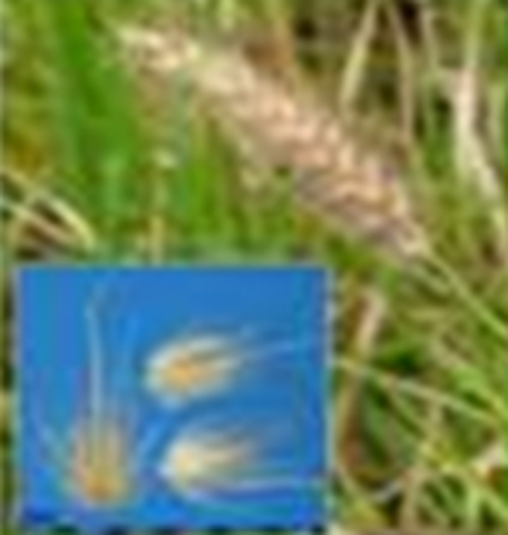 Grasses