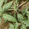 herbs