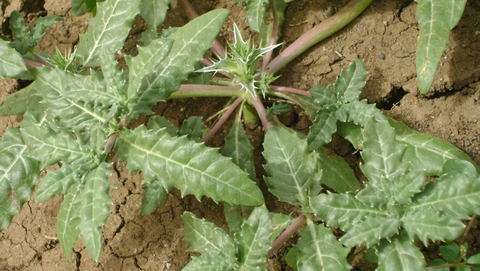 herbs
