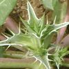 herbs