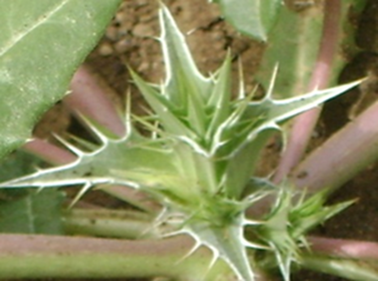 herbs