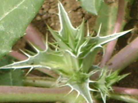 herbs