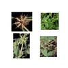 herbs
