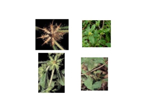 herbs