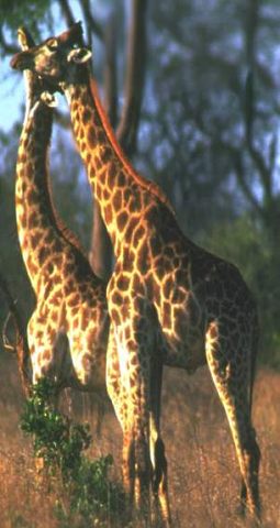 girrafe.jpg