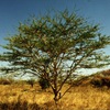 trees