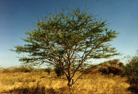 trees