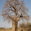 trees