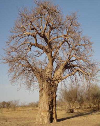 trees