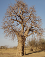 trees