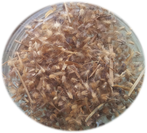 Grasses