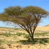 trees