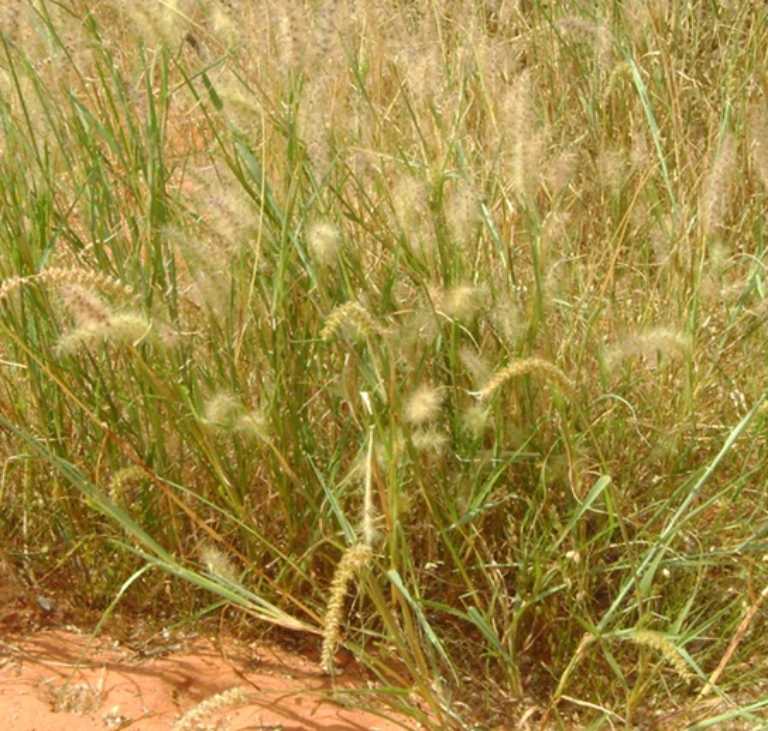 Grasses
