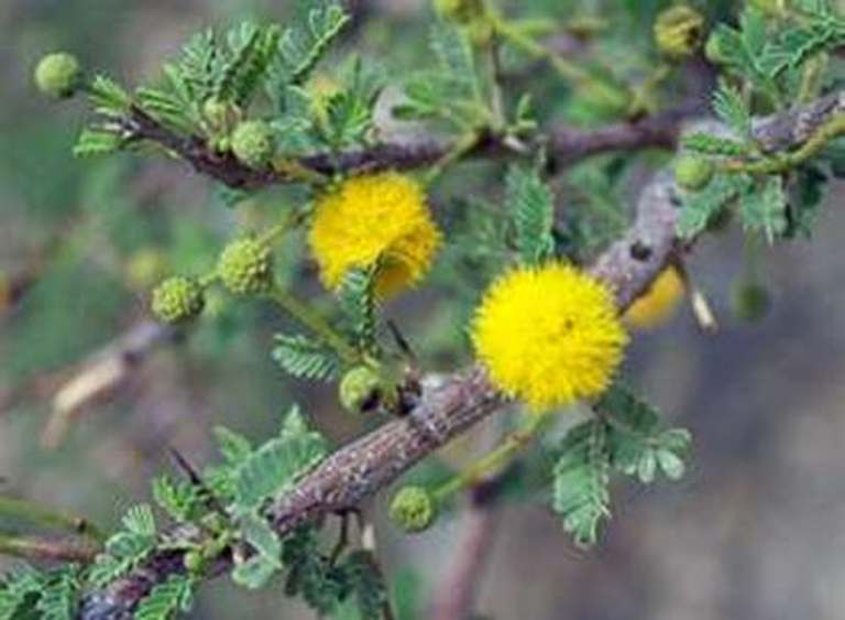 trees