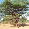 trees