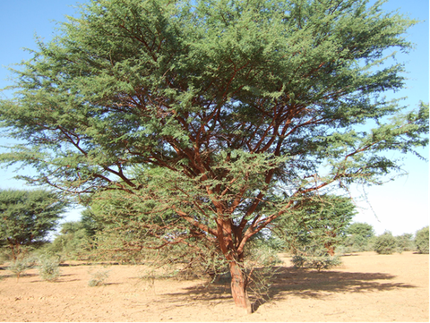trees