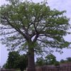 trees