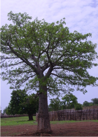 trees