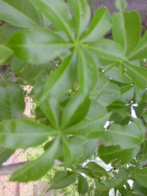 trees