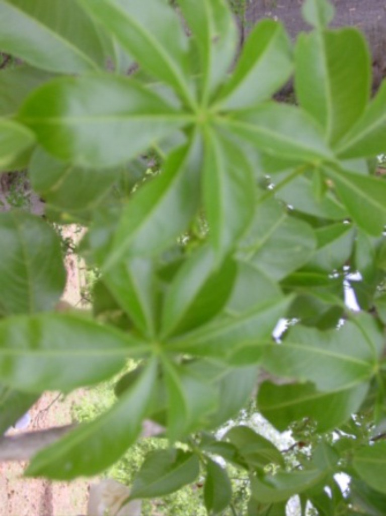 trees