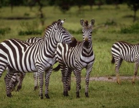 zebra.jpg