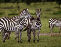 zebra.jpg