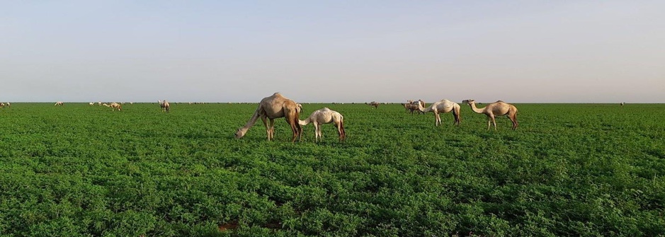 camels