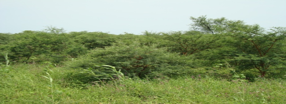 gum arabic forest