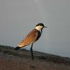 C:\Users\English\Desktop\Aden -Birds20.JPG