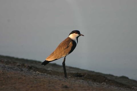 C:\Users\English\Desktop\Aden -Birds20.JPG