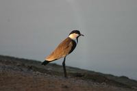 C:\Users\English\Desktop\Aden -Birds20.JPG