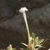 C:\Users\English\Desktop\Barleria acanthoides Aden- Um_Alhejar93.JPG