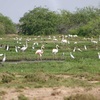Wetlands of Aden
