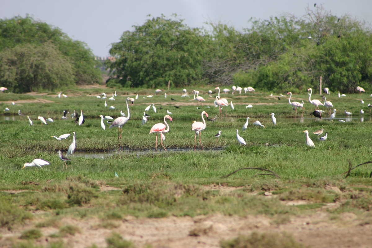 Wetlands of Aden