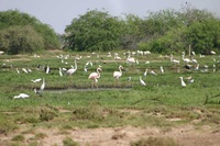 test photo Yemen