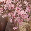 Adenium obesum spp soqotrana