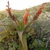 C:\Users\English\Desktop\Aloe jawiyon, Soqotra.JPG
