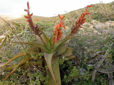 C:\Users\English\Desktop\Aloe jawiyon, Soqotra.JPG