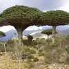 Dracaena cinnabari