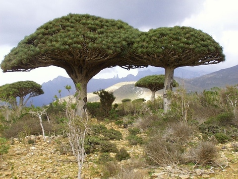 Dracaena cinnabari