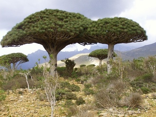 Dracaena cinnabari