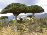 Folder photos of Yemen flora