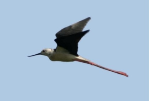 Aden-Birds49.JPG